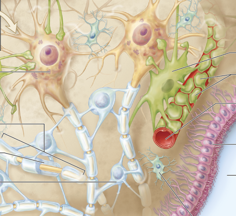<p>What are astrocytes?</p>