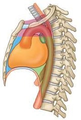 <p>The heart and lungs.</p>