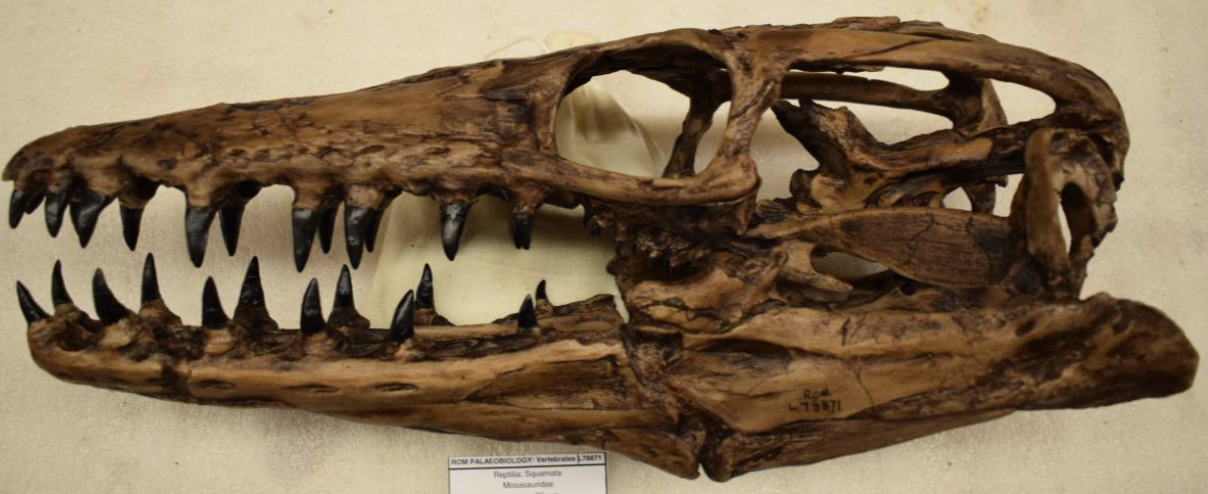 <p>pterygoid has teeth</p>