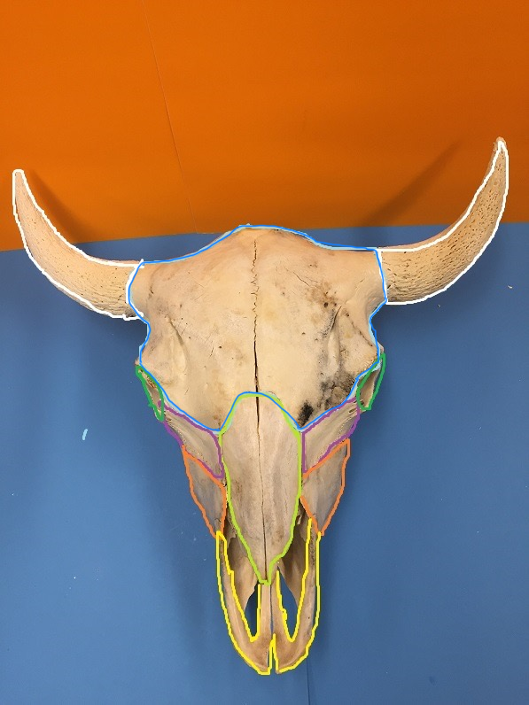 <p>What is outlined in orange</p>