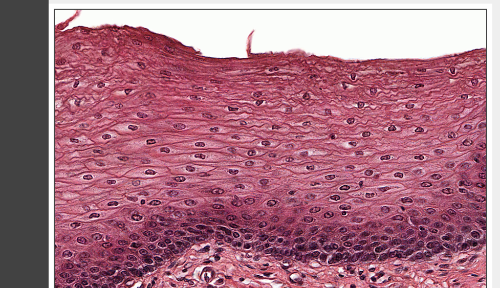 <p>what tissue is this</p>