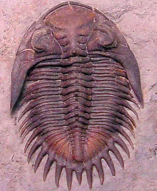 <p>This picture shows a</p>