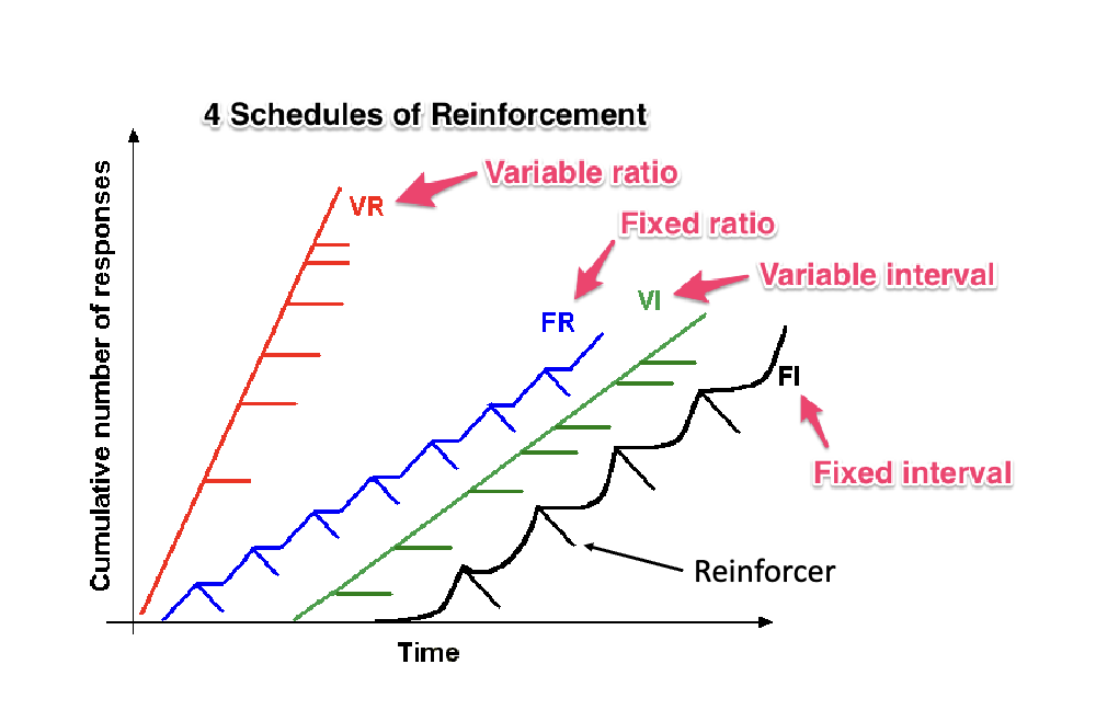 <ol><li><p>Variable ratio </p></li><li><p>Fixed ratio </p></li><li><p>Variable interval </p></li><li><p>Fixed interval </p></li></ol><p></p>