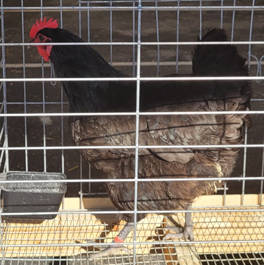 <p>What type of hen is this?</p>