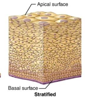 <p>layered </p>