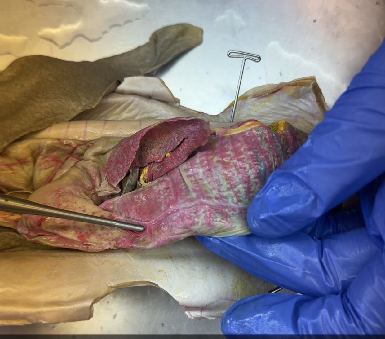 <p>what is this?</p>