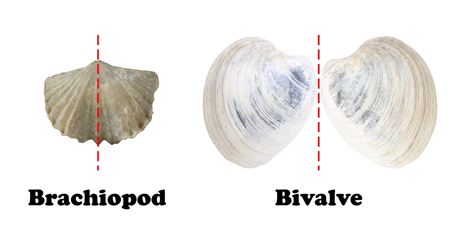 <p>brachiopod</p>