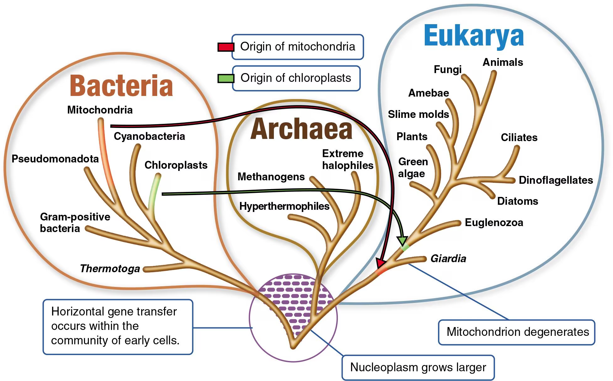 <p><span style="color: yellow;">Reflective of evolutionary history, rather than cell history</span></p><ul><li><p>Before this 3-domain system, organisms were divided into prokaryotes and eukaryotes. However, differences in rRNA analysis revealed that 3 distinct cell lineages/types emerged (Bacteria, Archaea, and Eukarya)</p></li><li><p>Supports evidence based on the classification of organisms into 3 domains because of their differences in rRNA</p></li></ul><ul><li><p>By having 3 separate domains, the system more accurately captures the evolutionary split, rather than oversimplifying it into 2 groups<br><br></p></li></ul><p><span style="color: yellow;">Archaea are fundamentally different from Bacteria</span></p><ul><li><p>Although archaea and bacteria are both prokaryotes, having them together in the old system was misleading</p></li><li><p>Archaea lack peptidoglycan in their cell walls, and live in extreme environments, etc</p></li><li><p>The 3-domain system gave Archaea its own domain, which is beneficial overall<br><br></p></li></ul><p><span style="color: yellow;">Supported by molecular and genetic evidence</span></p><ul><li><p>Prokaryotic cells — 70S Ribosomes</p></li><li><p>Eukaryotic cells — 80S Ribosomes</p></li><li><p>Eukaryotic organelles, such as mitochondria, have 70S ribosomes, which share more similarities with prokaryotes than eukaryotes themselves</p></li><li><p>These differences support separating life into 3 distinct domains rather than 2<br><br></p></li></ul><p><span style="color: yellow;">Supports the Endosymbiotic Theory</span></p><ul><li><p>Eukaryotic organelles, such as mitochondria and chloroplasts, share similar characteristics with those of prokaryotes</p></li><li><p>Same circular DNA, 70S ribosomes, binary fission reproduction</p></li><li><p>The 3-domain system reveals how the eukarya domain evolved from early prokaryotic ancestors through endosymbiosis</p></li></ul><p></p>