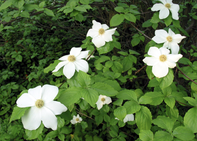 White flowers with green pistils (center)