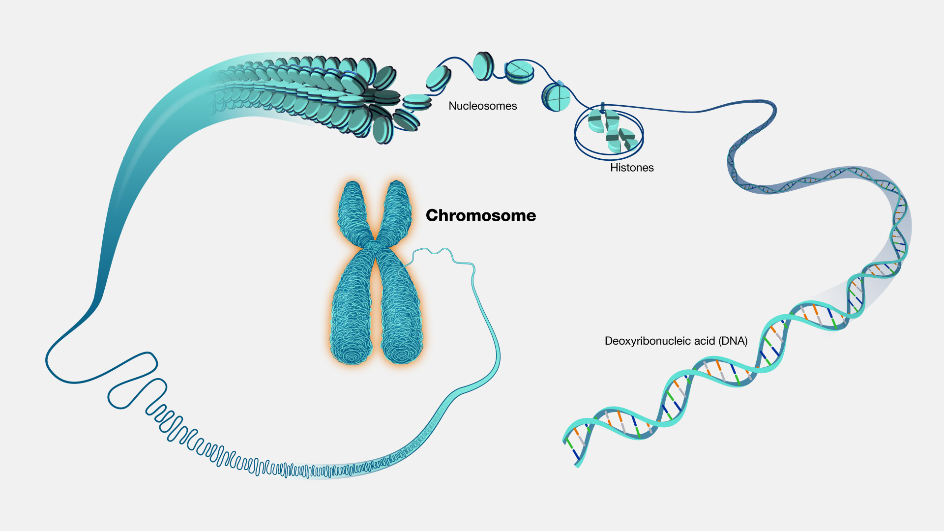 <p>Chromosome </p>