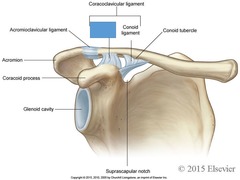 <p>identify the structure</p>