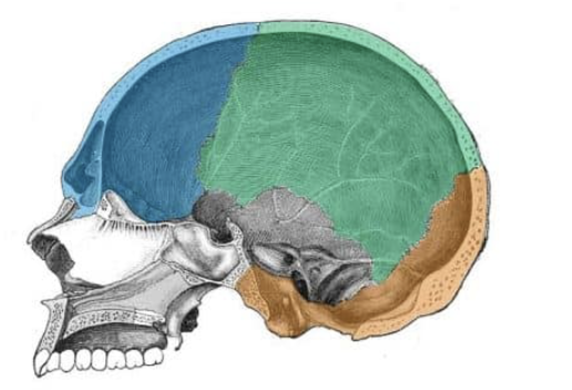 <p>what is the orange bone </p>