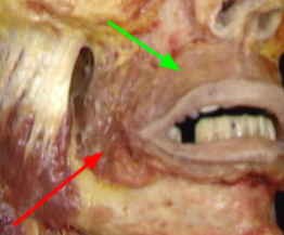 <p>green =</p><p>red = </p>