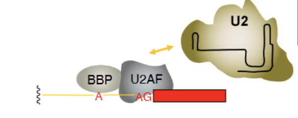 <p>BBP (branch binding protein) and U2AF (U2 auxillary factor). <strong>Essential</strong></p>