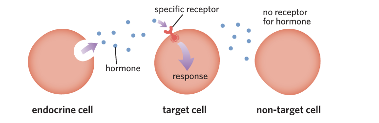 <p>a signalling molecule released from endocrine glands that regulates the growth or activity of target cells</p><ul><li><p><span style="background-color: transparent;">They travel to <strong>target cells</strong>, where they bind to <strong>specific receptors</strong>.</span></p></li><li><p><span style="background-color: transparent;">This binding triggers a <strong>specific cellular response</strong> such as:</span></p><ul><li><p><span style="background-color: transparent;">Altering gene expression</span></p></li><li><p><span style="background-color: transparent;">Changing enzyme activity</span></p></li><li><p><span style="background-color: transparent;">Regulating transport across membranes</span></p></li></ul></li></ul><p></p><p><span style="background-color: transparent;"><strong>Only cells with the correct receptor respond to a hormone.</strong></span></p><p></p>
