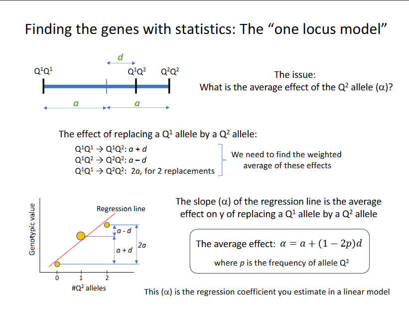 <p>LM: y = intercept + a*#Q2-alleles + e</p>