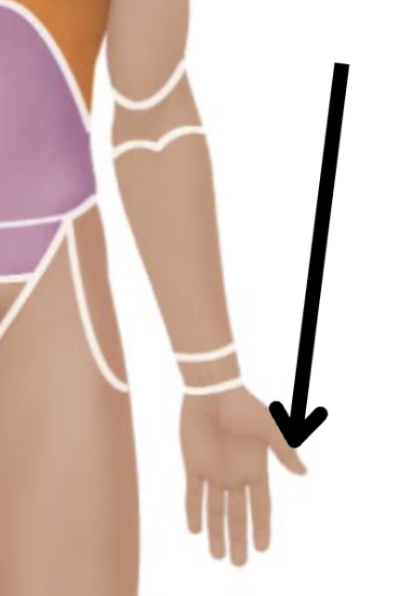 <p>Medical term, region, anteiror/posterior?</p>