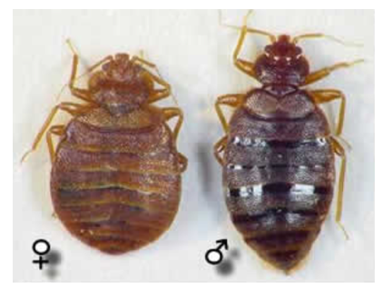 <p><strong>punaise</strong> - insecte</p><p></p><p>3 paires de pattes, cuticule forme leur corps</p><p></p><p>TTT : creme anti inflammatoire / histaminique</p>