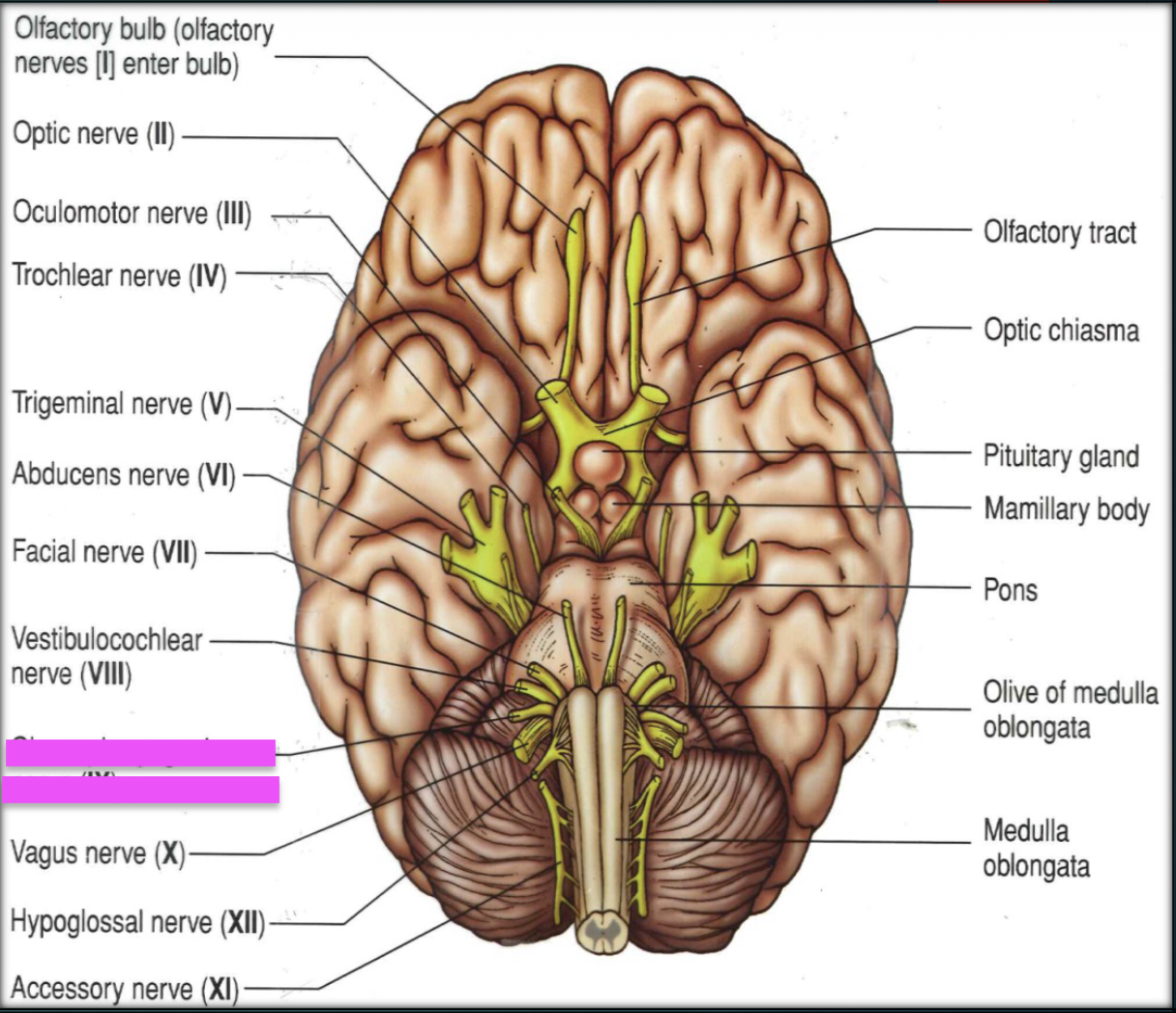 knowt flashcard image