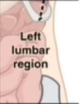 <p>What digestive organs are in the Left Lumbar? </p>