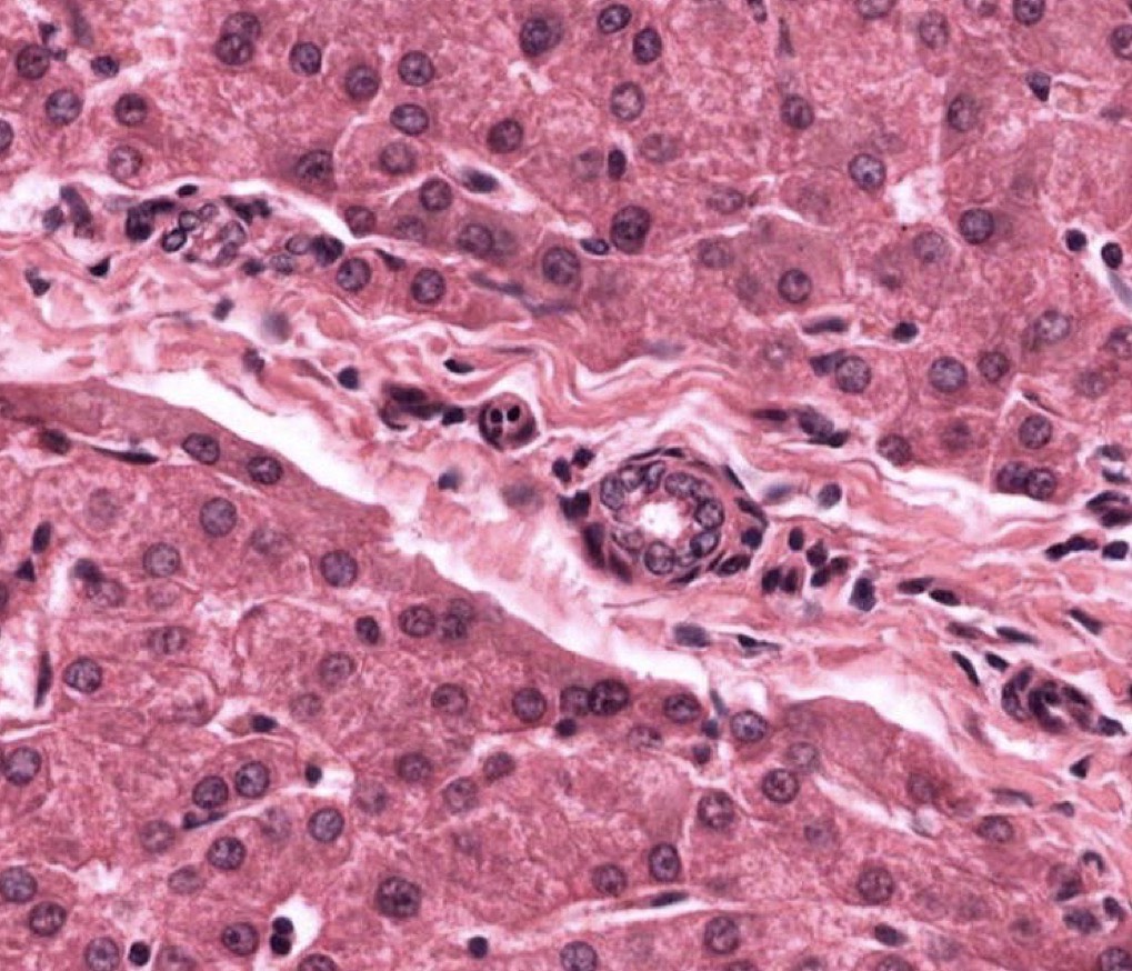 <p>Identify the Organ and Structures?</p>