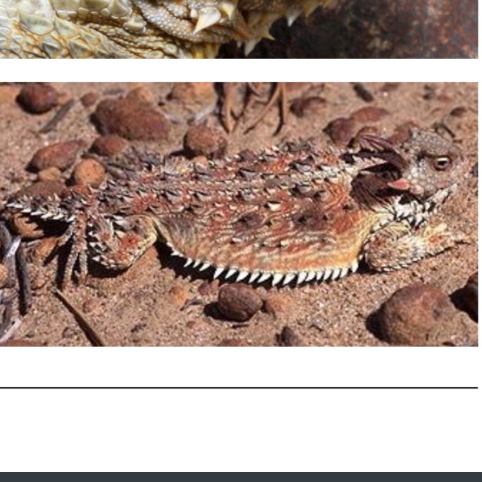 <p>name this animal</p>