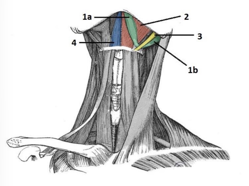 <p>1b</p>