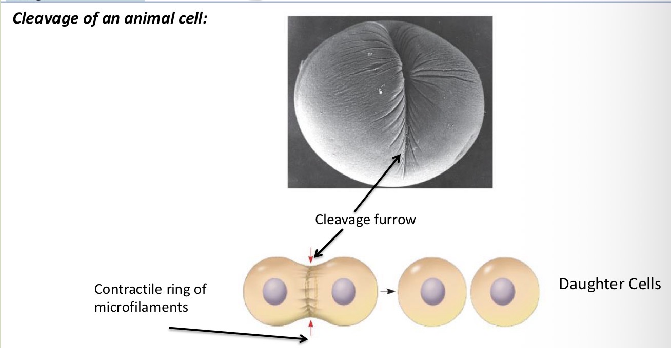 <p>Actin microfilaments interact with myosin molecules causing the ring to contract. Cleavage furrow depends until the parent cell is pinched in 2. Generate 2 completely separate cells (daughter cells). Each daughter cell has its own nucleus and a share of cytoskeleton, organelles, and other subcellular structures.</p>