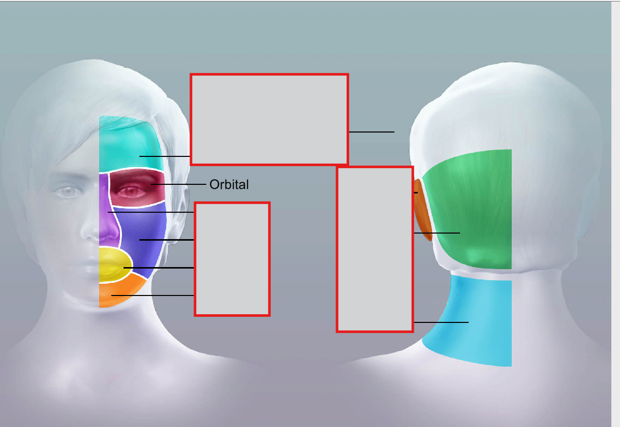 <p>orbital</p>