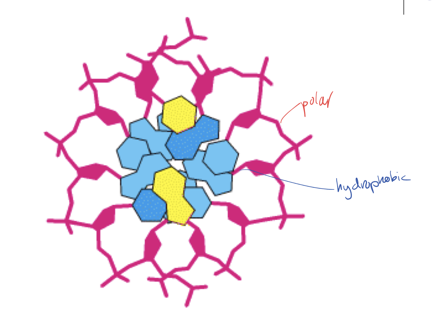 <p>Hydrophobic, bases. Hydrophilic, backbone (ribose and phosphates) </p>