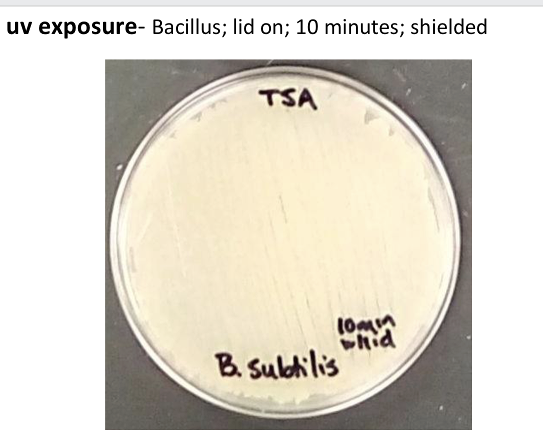 <p>why does the plate that was irradiated 2 minutes with the lid on grow <strong><u>normally</u></strong>?</p>