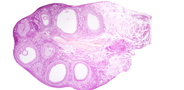 <p>what organ is this</p>