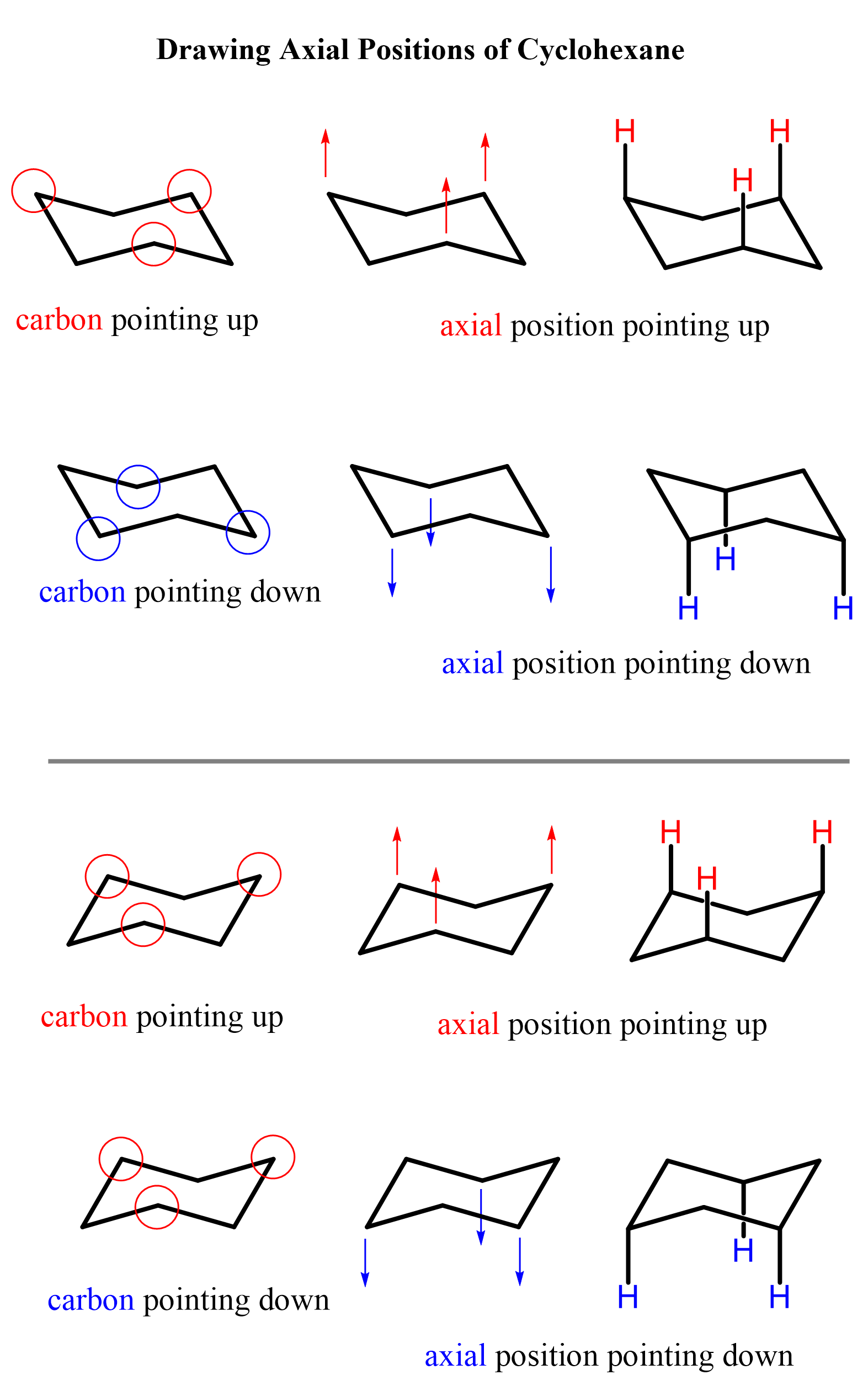 <ul><li><p><strong>Axial bond</strong> → points straight up or straight down</p></li><li><p><strong>Equatorial bond</strong> → points outward, around the edge of the ring</p></li></ul><p>(see image)</p>