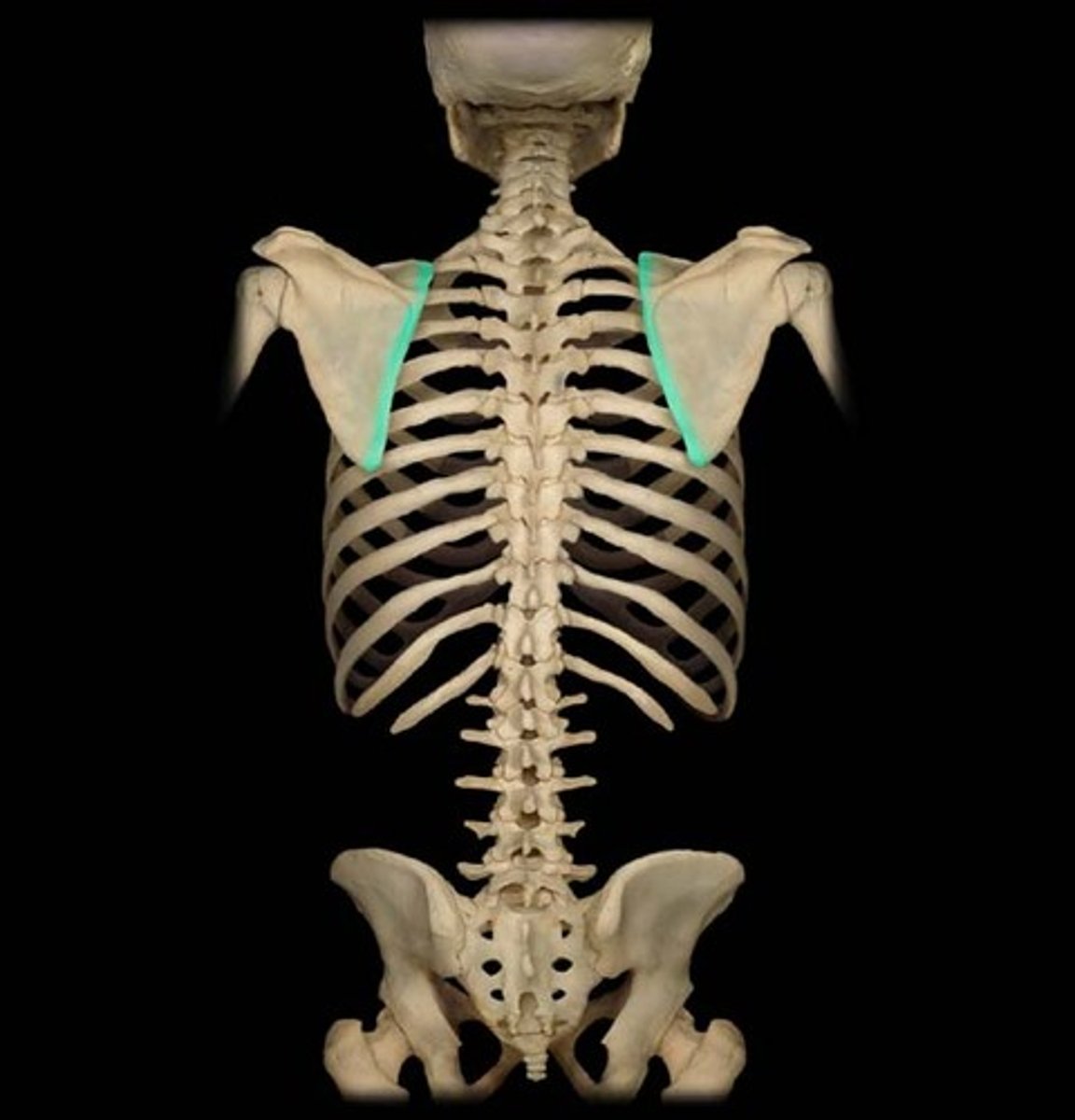 <p>BLANK of the scapula</p>