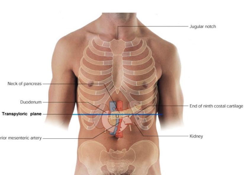 <p>Transpyloric plane at L1</p>