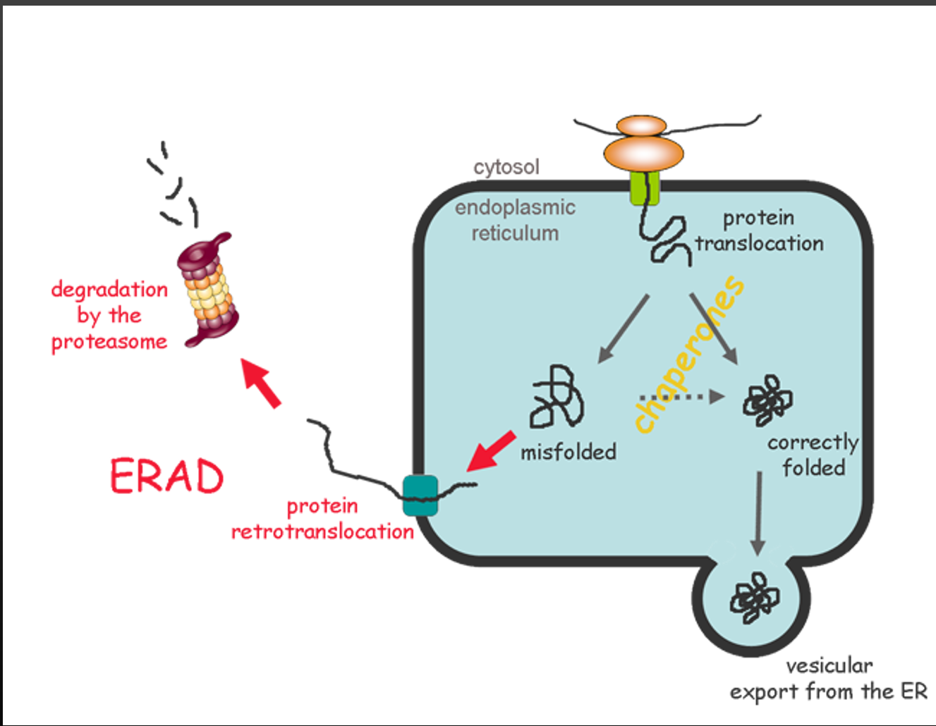 <p>In the ER, detects misfolded proteins and increases the amount of chaperone proteins. If this doesn’t work, ERAD (ER-Associated protein degredation) is triggered. After misfolded protein was tagged with ubiquitin 4 times</p>