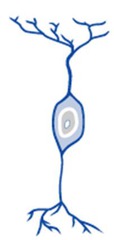 <p>- A neuron with one axon and one dendrite attached to its soma</p>