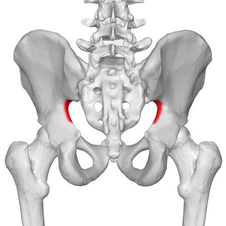 <p>ilium</p>