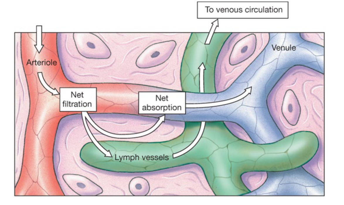 <p>Water moves by “bulk flow” and is driven by hydrostatic and osmotic pressures</p>