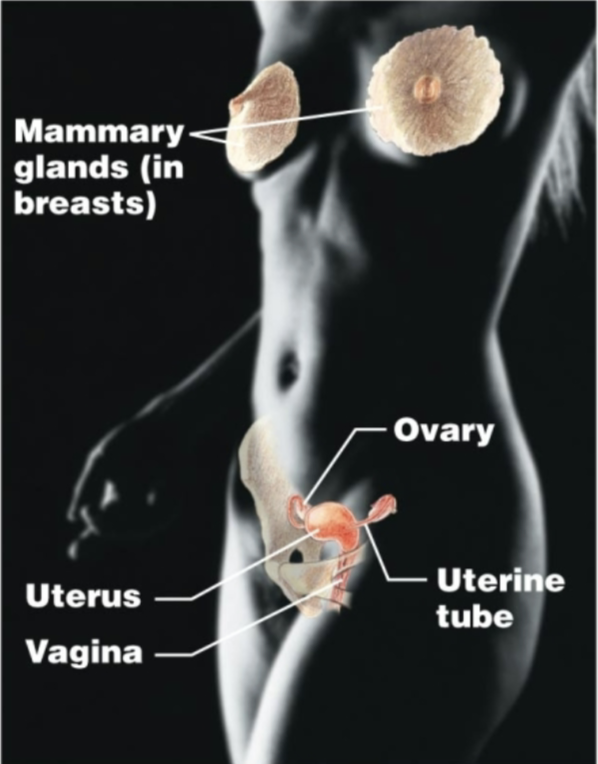 <p>Female: ovaries, uterine tubes, uterus, vagina, mammary glands</p><p>Produces offspring; produces sperm or eggs and sex hormones</p>