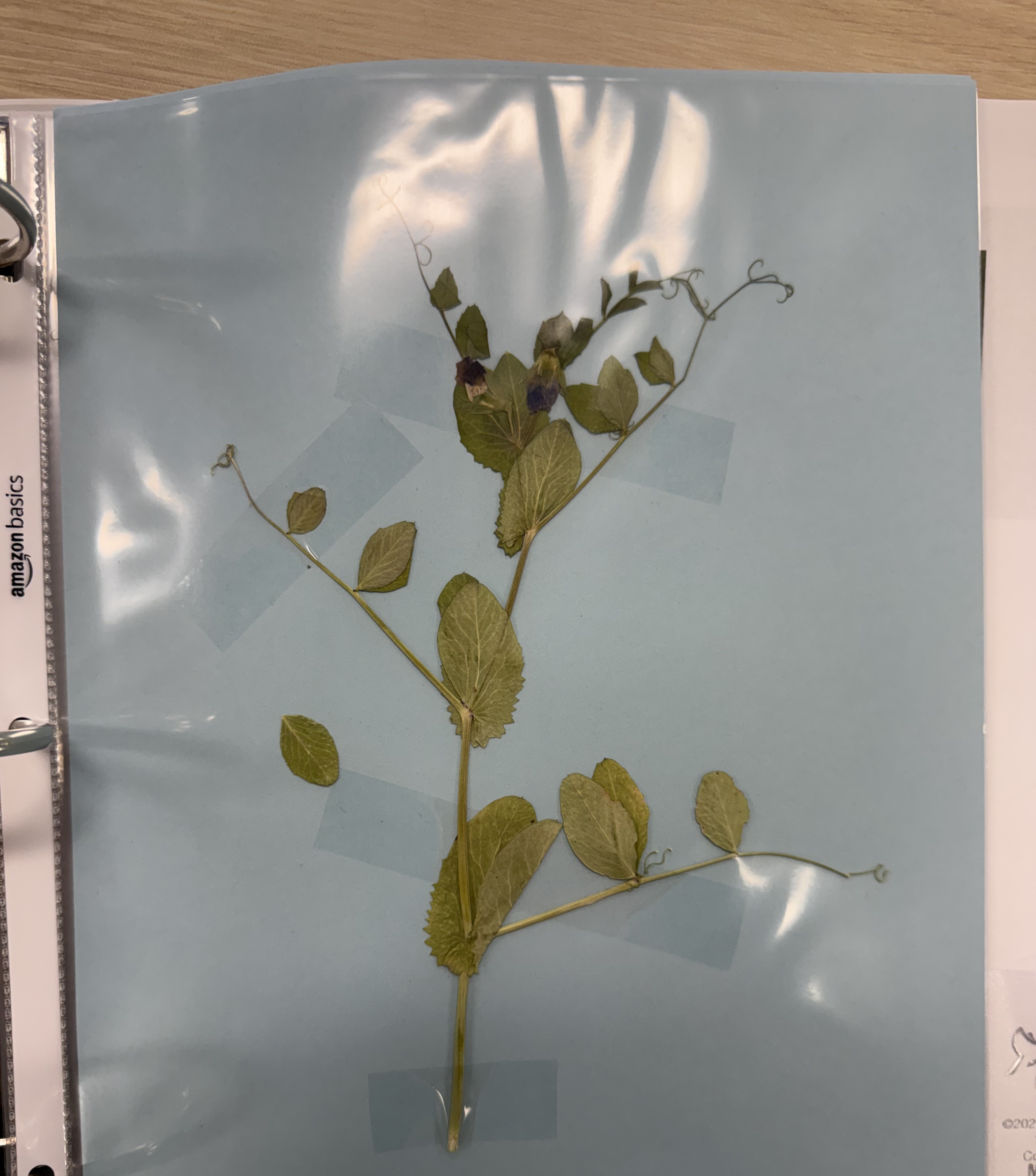 <p>Field Pea</p>