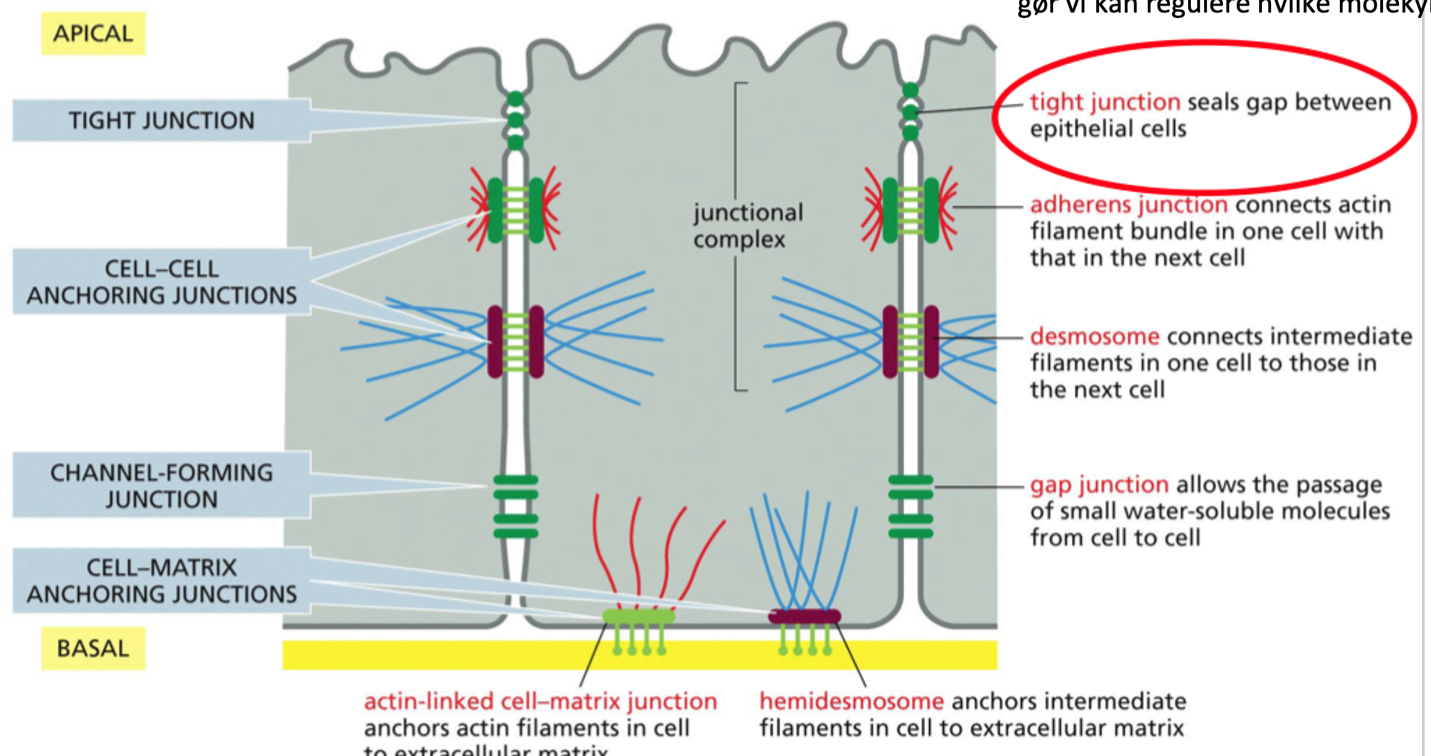<p>At <strong>forsegle rummet mellem naboceller</strong>.</p>