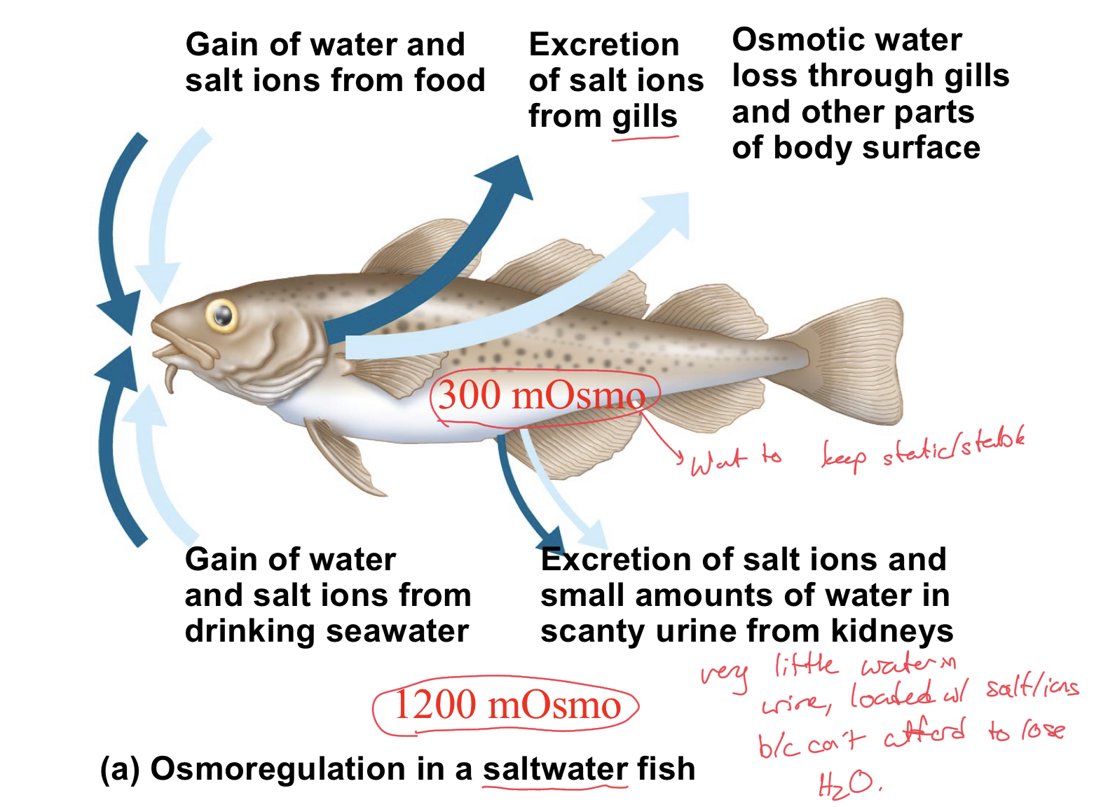 <p>These fish will inherently gain water and salt ions from their food and from drinking seawater. Their homeostatic osmolarity is much lower than that of the seawater environment.</p><p>As a result, these fish have to lose lots of salt ions and try to conserve as much water as possible. </p><p>Simply due to osmolarity differences, they experience osmotic water loss through their gills and other parts of body surface</p><p>Fish work to excrete salt ions from gills, and excrete mainly salt ions, only small amounts of water in scanty urine from kidneys.</p><p>Very little water in their urine, loaded with salts/ions because they cannot afford to lose H2O and want to get rid of as many salt ions as possible, as they want to maintain the lower osmolarity. </p>