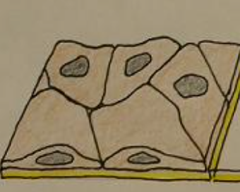 <p>Name that cell shape </p>