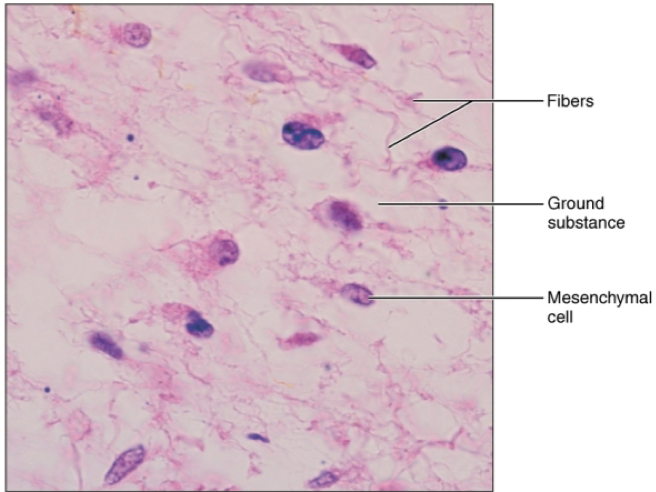 <ul><li><p>location: embryo</p></li><li><p>function: gives rise to all other tissues</p></li></ul><p></p>