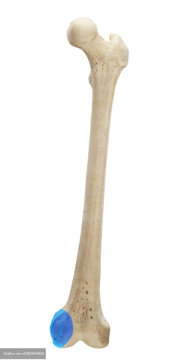 The rounded inner end of the femur that articulates with the tibia