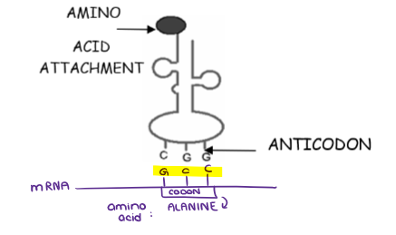 <ul><li><p>A <strong><u>tRNA</u></strong> molecule is a “clover-leaf shaped molecule” with a triplet code on the end called an <strong><u>ANTICODON</u></strong> (in this case, CGG), and an amino acid attached at the other end. This anticodon will match up with an mRNA codon, GCC.</p></li><li><p><strong>Transfer RNA (tRNA) is responsible for bringing the correct amino acid to the ribosome for attachment to the polypeptide chain.</strong></p></li></ul><p></p>