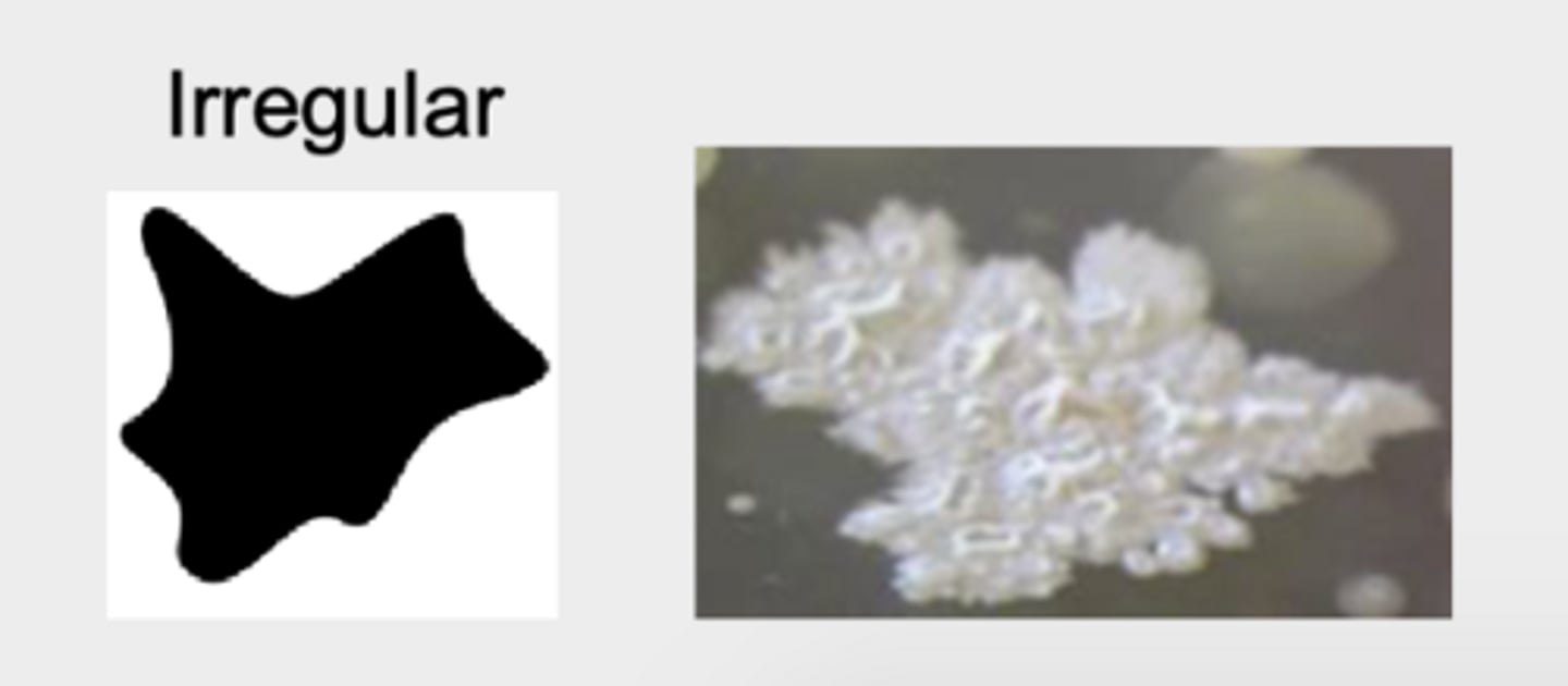 <p>A colony with an indented edge.</p>