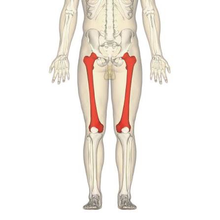 <p>superior leg bone/thigh</p>