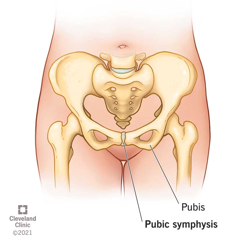 <p>pubic</p>